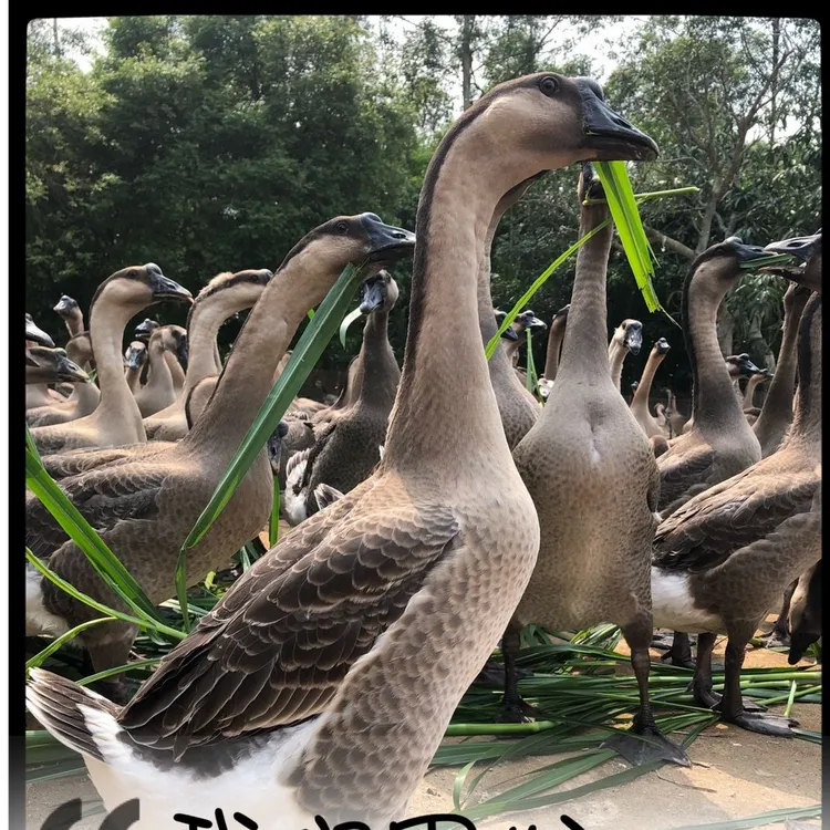 大种马岗鹅灰鹅草鹅脱温半斤一斤顺丰包邮包活到家