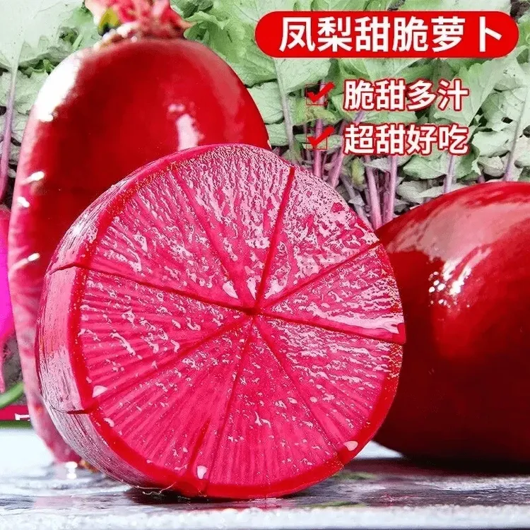 甜脆水果凤梨萝卜种子红皮红心适合阳台盆菜种植