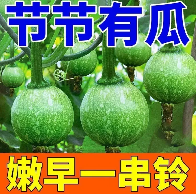 嫩早一串铃南瓜种子家庭阳台小院四季种植盆栽地栽