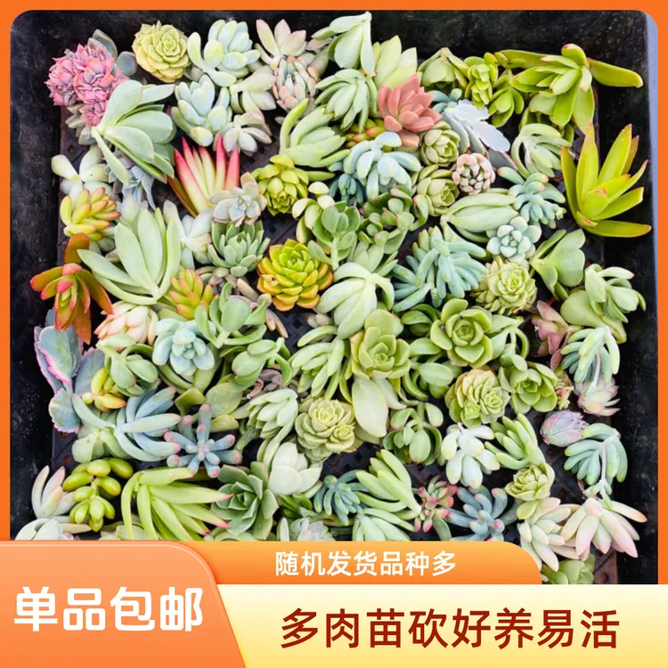 多肉砍头苗（无根）露养随机发不同品种好养易活一份包邮只为冲销量
