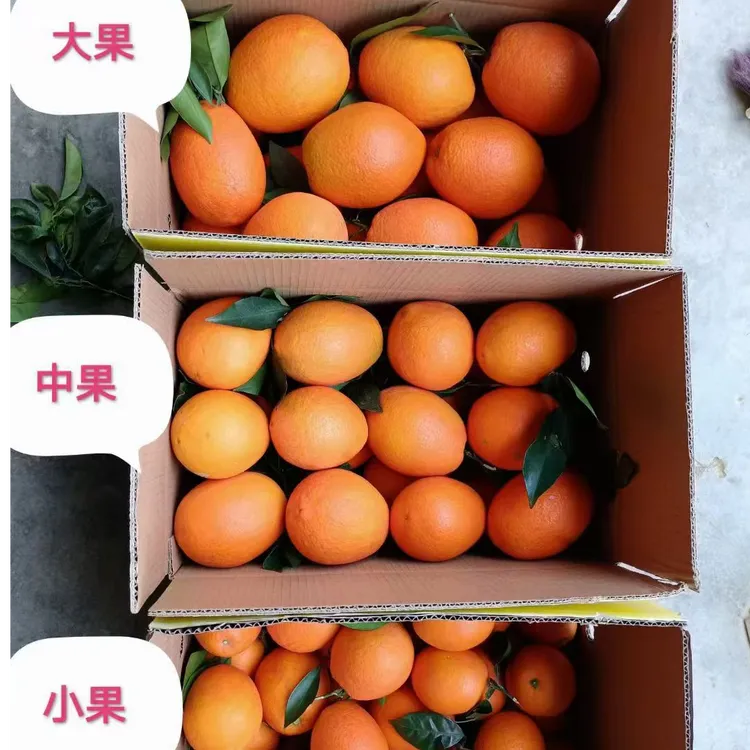 20斤装奉节脐橙自家果园现摘现发新鲜脐橙当季水果绿色健康