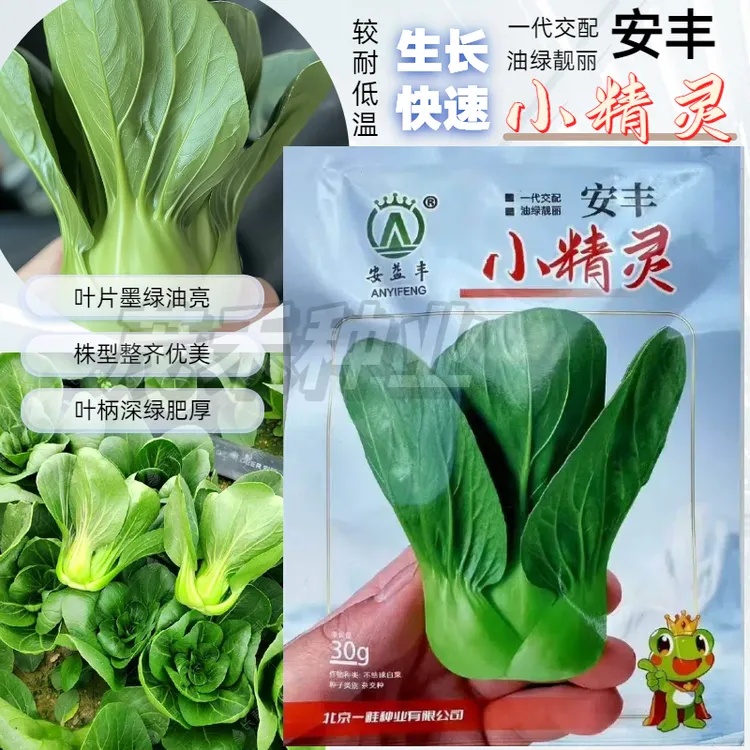 青菜小精灵软糯清甜蔬菜子四季可种耐低温杂交矮脚小颗型青菜种子