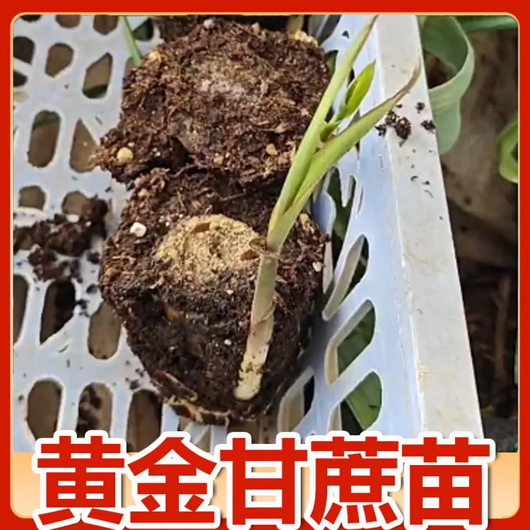 【带苗带叶】四季种植黄金甘蔗种苗观赏黑皮甘蔗苗寓意家里