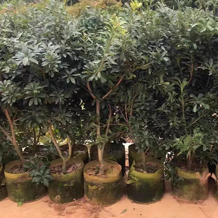 东魁黑炭可盆栽可地栽体验独特特大杨梅嫁接果树苗南北种植果苗