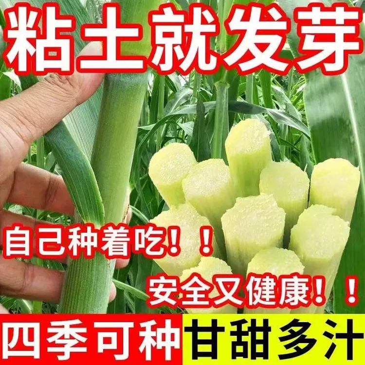 甜高粱种子春季四季北方甜杆秸子甜棒小甘蔗种甜芦稷种籽水果种子