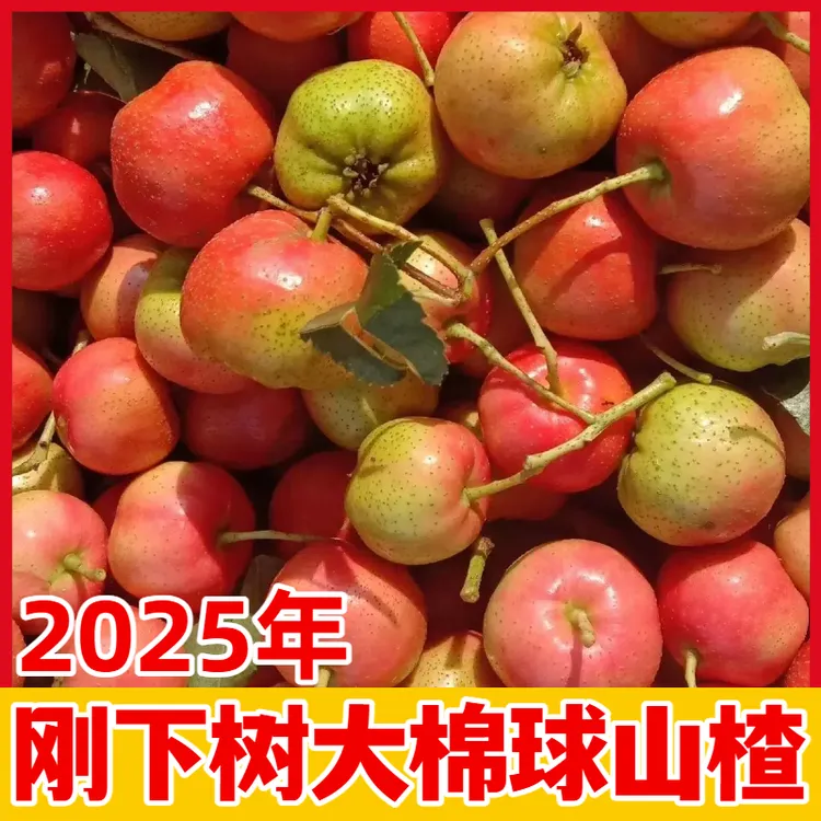 2025新下树沂蒙山大绵球山楂冰糖葫芦专用新鲜现摘大棉球山楂包邮