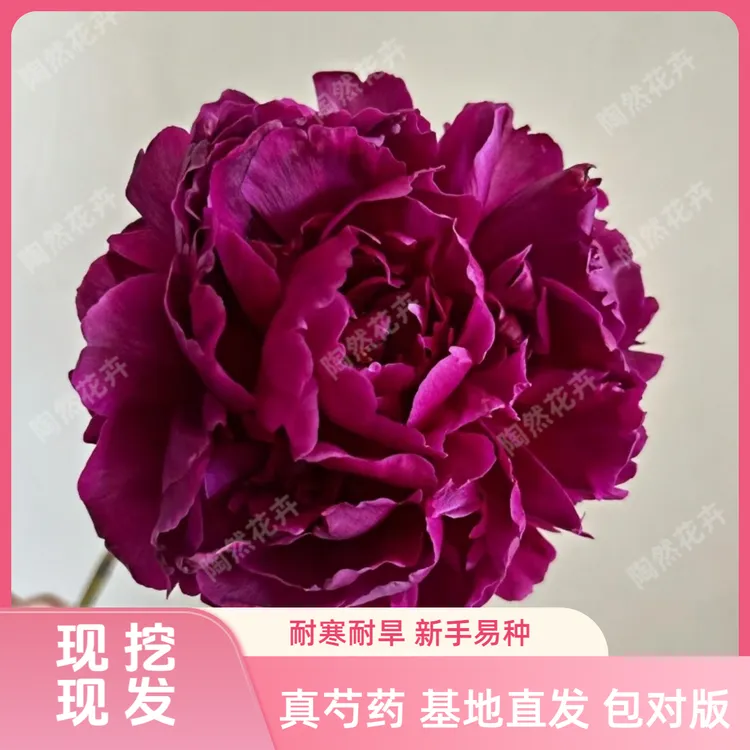 【黑海波涛】带芽发货重瓣大花芍药花庭院种植基地现挖剪枝剪叶发货
