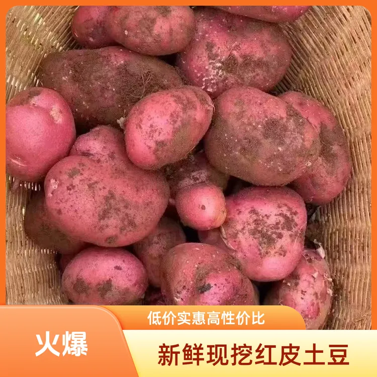 特价30斤新鲜红皮土豆高山马铃薯现挖自种软糯香甜洋芋产地直发