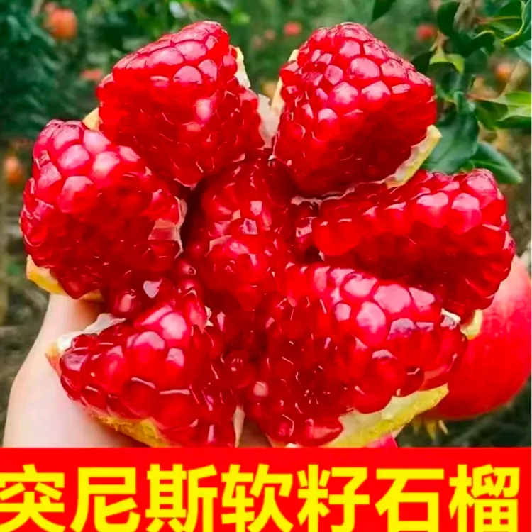 （宁王推荐）四川会理突尼斯软籽石榴新鲜现摘4.5-5斤-YWX