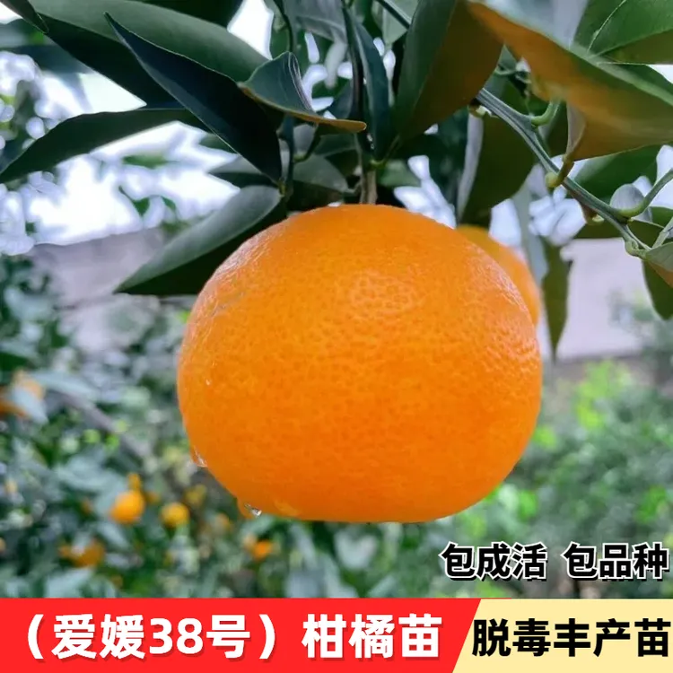 果冻橙树苗爱媛38南北方庭院室内盆栽果苗嫁接特大桔子树当年结果