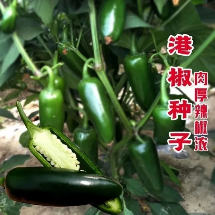 【港椒种子】香辣贡椒泡椒种籽阳台盆栽蔬菜墨西哥子弹头辣椒种孑