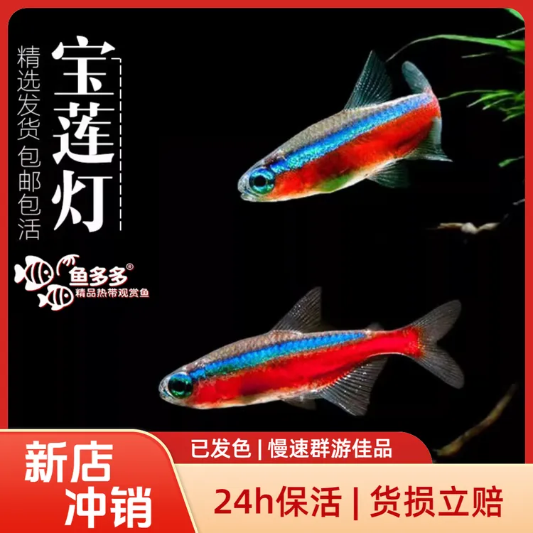 【新店冲销】F1宝莲灯鱼群游鱼热带观赏鱼新手必入包邮包损