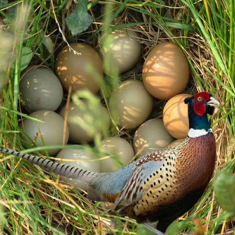 七彩山鸡蛋  新鲜正宗户外散养