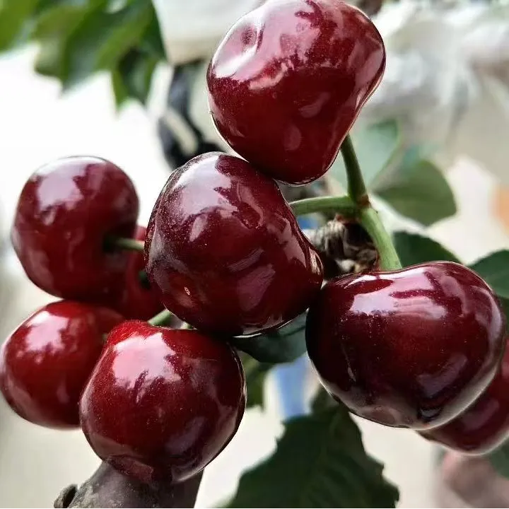 【低海拔车厘子】裸根苗 正宗车厘子树苗 基地直发 地栽 现挖裸根苗