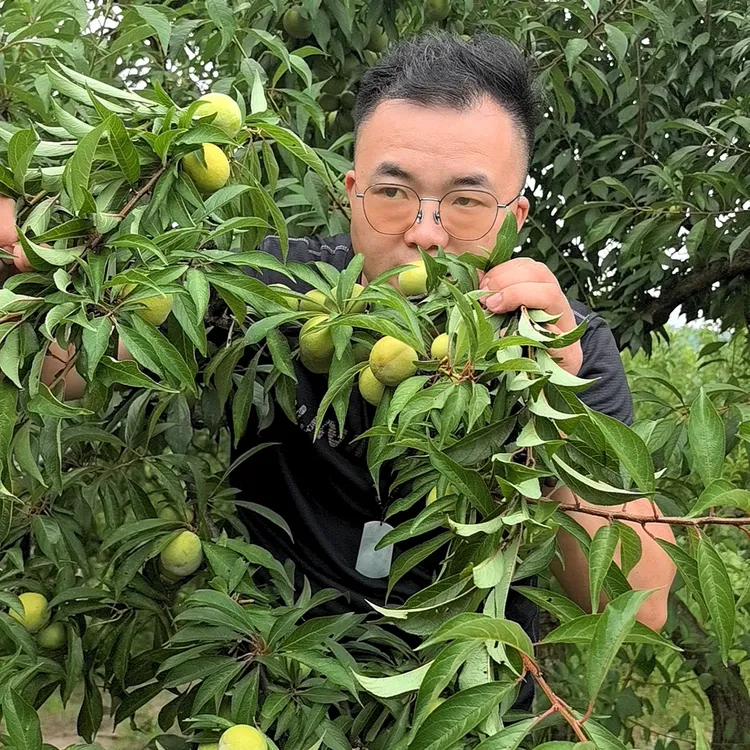 （邮政空运）重庆云阳脱骨青脆李新鲜应季水果脆甜多汁