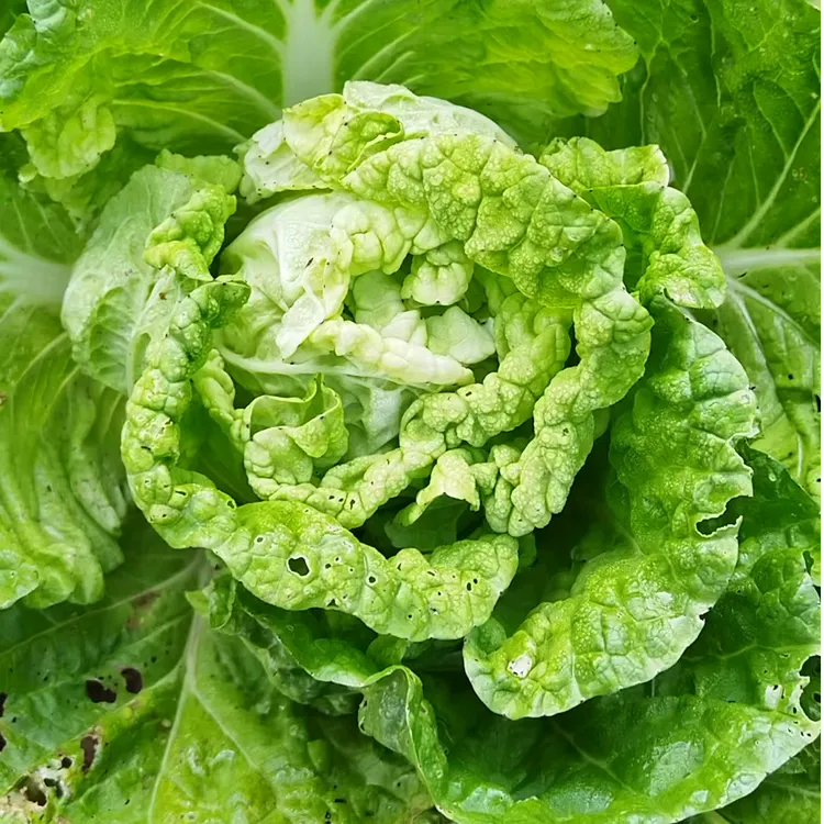 松滋农户黄心大白菜现采现发