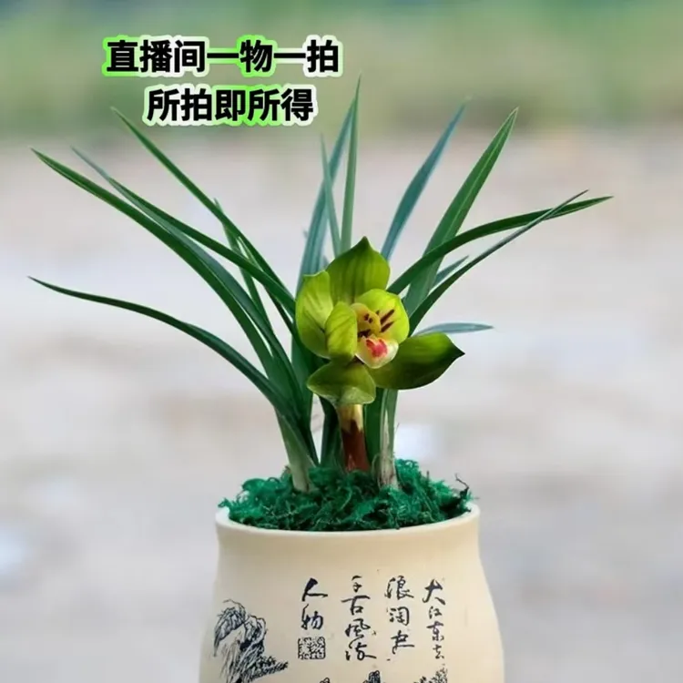 崇德兰苑人工自然种植兰花直播间一物一拍