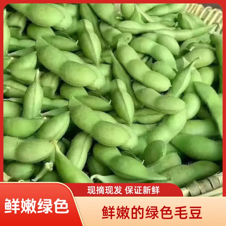 安徽现摘现发新鲜带壳毛豆青豆农家自种当季应季蔬菜口感鲜嫩
