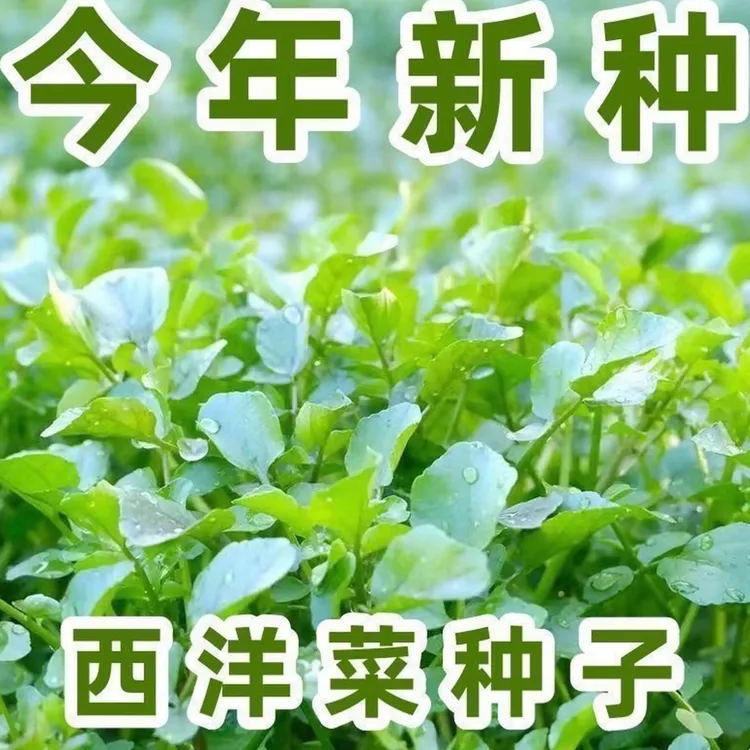 西洋菜种子多年生豆辛菜种子四季盆栽营养蔬菜种子籽