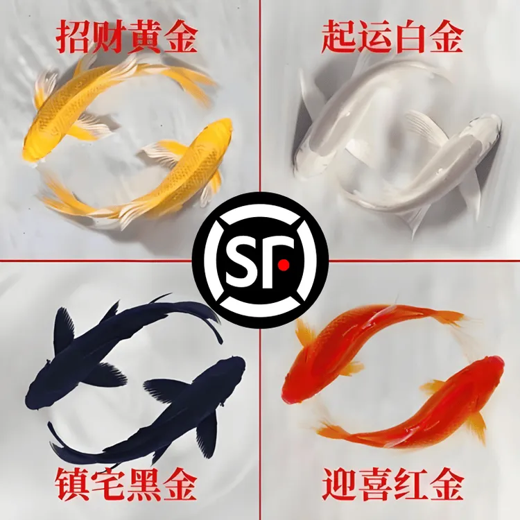顺丰锦鲤鱼活鱼冷水淡水鱼苗观赏鱼金鱼小型好养耐活纯种红白三色