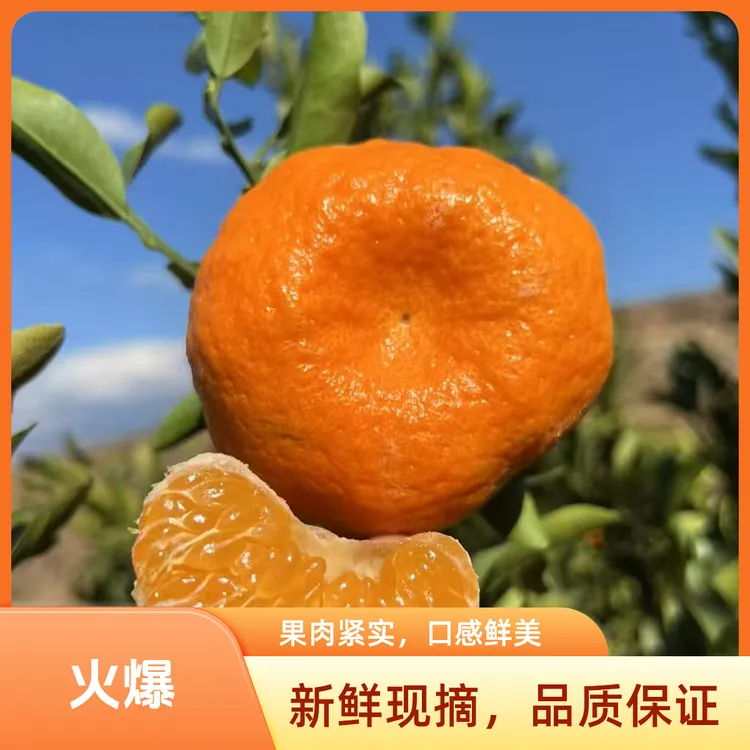 云南高原柑橘桔子新鲜丑柑耙耙柑椪柑水果顺丰发货整箱