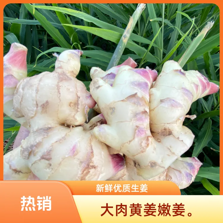 广东信宜大黄姜大肉生姜批发整箱15公斤25公斤包邮红芽大肉姜