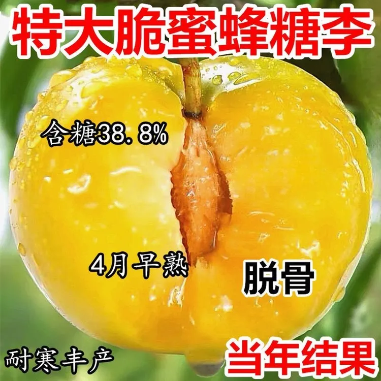 2年苗2棵】正宗嫁接李子树苗 蜂糖二代超甜冰糖李树苗盆栽地栽