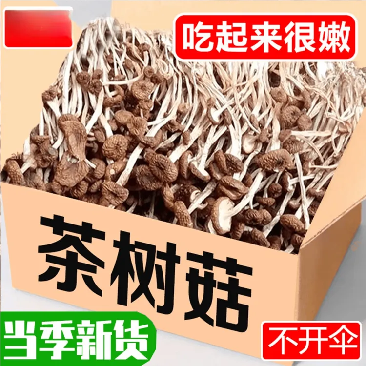 【新货】古田农家茶树菇干货特产新鲜不开伞茶树菇香菇蘑菇炖汤批发