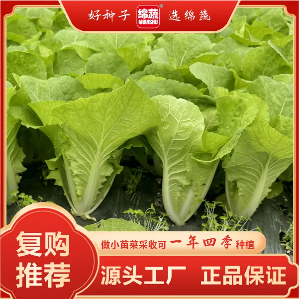 绵蔬【四季快菜】四季可以种的快菜小院阳台盆栽都可以种植