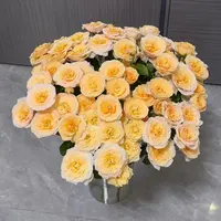 【云舍花卉】【香芒起司】多头玫瑰 全场任意满两单及以上鲜花包邮