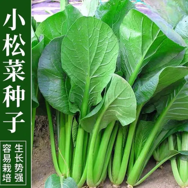 超耐热小松菜种子小菘菜甜脆长杆青菜四季夏季耐热耐高温蔬菜种子