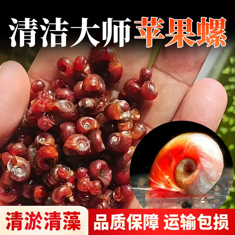 【苹果螺】【除藻活体】观赏清洁螺活体‌ 鱼缸清洁工‌ 辣椒蟹懒人宠物