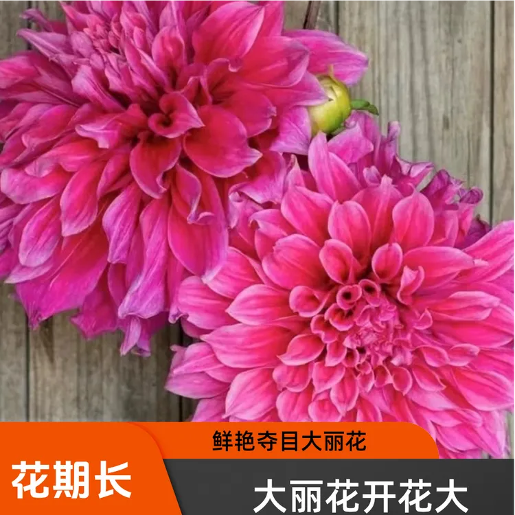 直播花大丽花多年生球根花卉室内庭院阳台年年开花大丽花种球