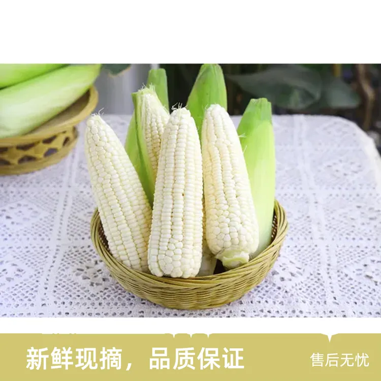 早餐玉米新鲜带皮甜糯玉米现摘现发当季蔬菜xs