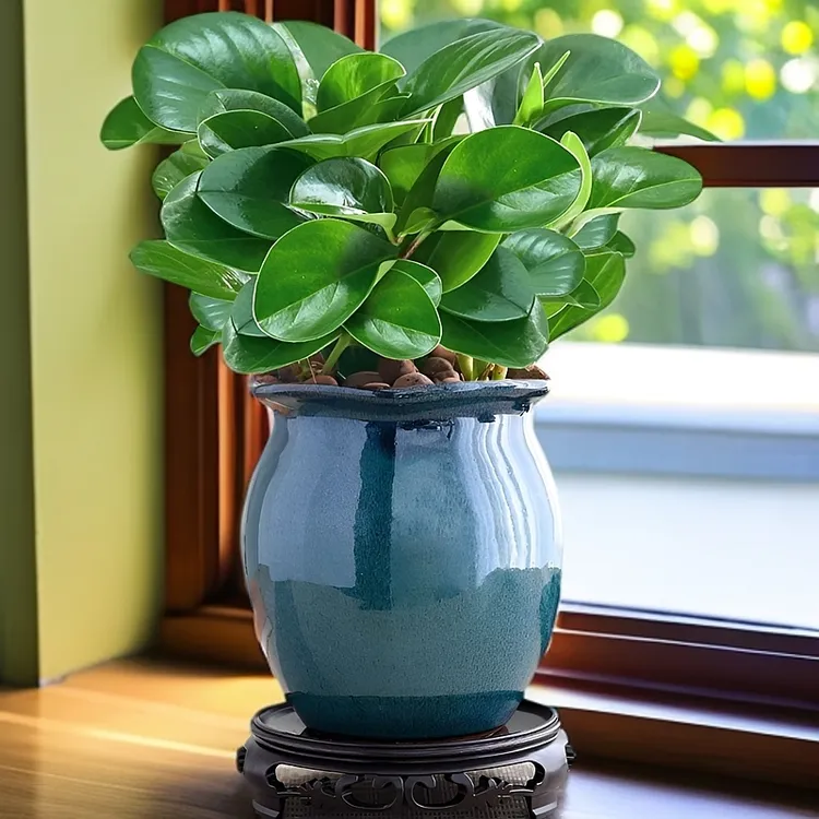 碧玉盆栽花卉绿植豆瓣绿植物室内花四季常绿美观客厅办公室桌面树