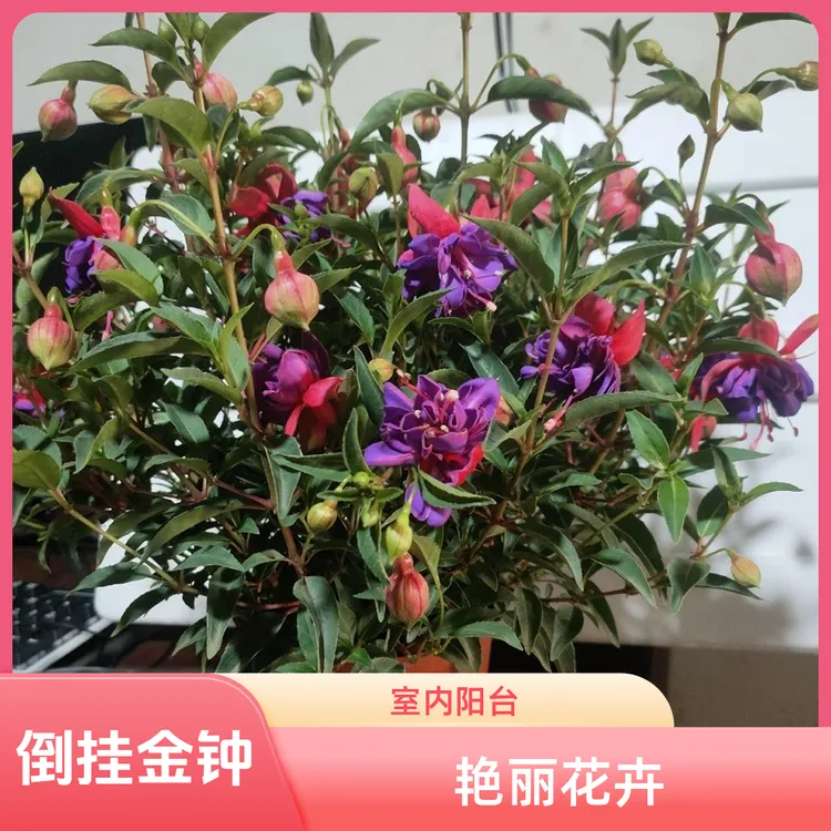 重瓣倒挂金钟红皮紫心大花灯笼花经典花卉室内阳台盆景花