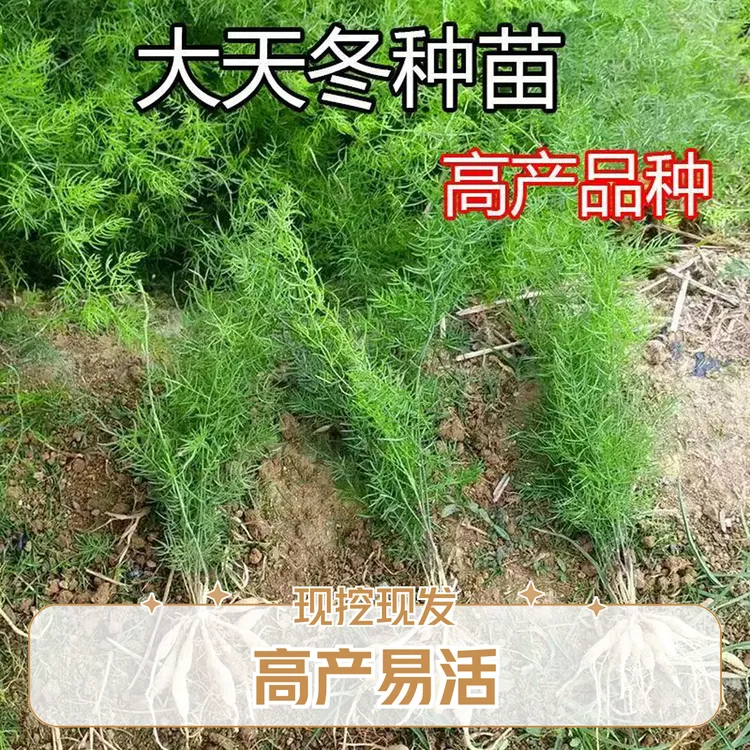 正宗大天冬苗 天冬籽育苗 现挖现发基地供货