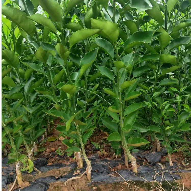 柚子苗、柑橘苗、柑桔苗、沙糖桔苗橘子桔子橘子树盆栽桔子树果树