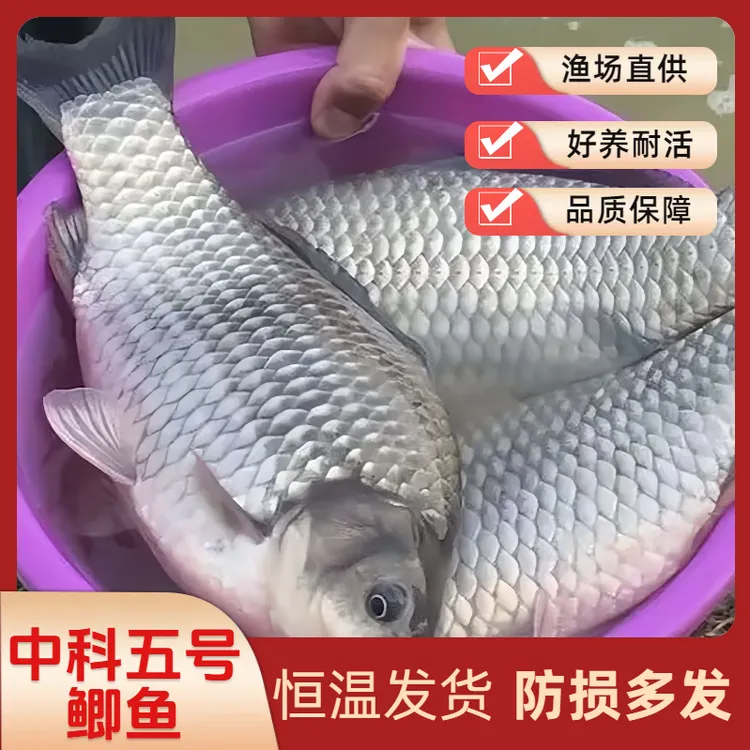   中科五号 鲫鱼 淡水鱼 银鲫 麻鲫 水族观赏宠物活体包邮