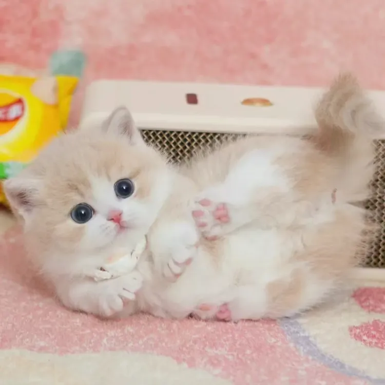 【魔都奶猫小时喵】精品猫咪链接