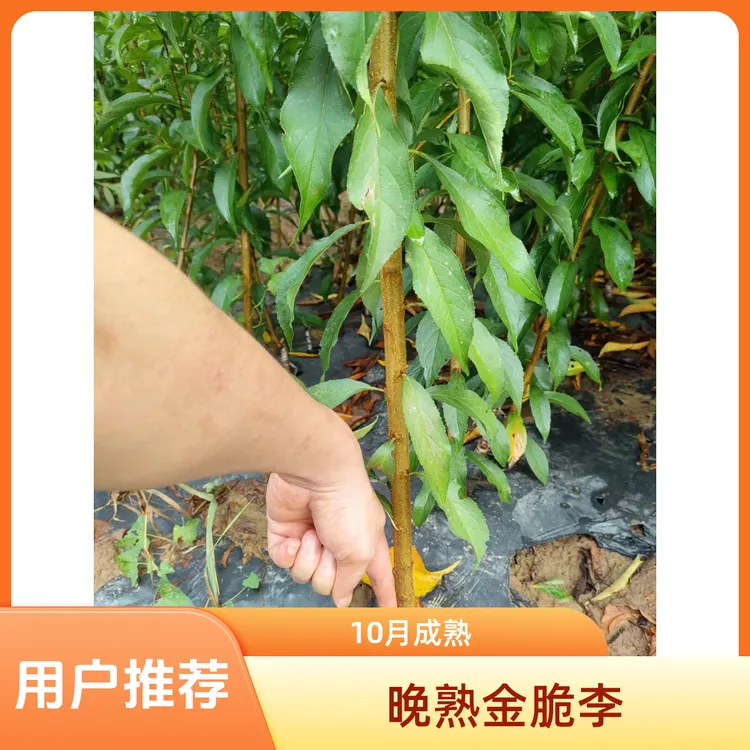 四川晚熟李子金脆李子树苗空心脱骨离核黄肉10月成熟的一个晚熟李