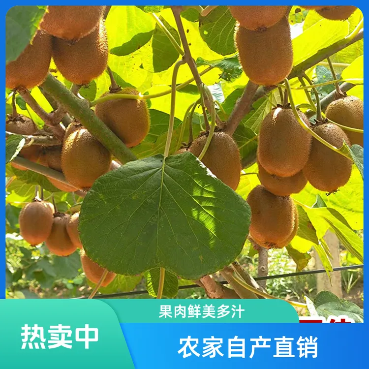 【福利款中小果】正宗陕西徐香猕猴桃新鲜水果自然熟果香浓郁