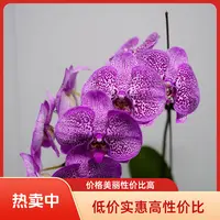 悠花里蝴蝶兰【招财猫】全花开花珠发货