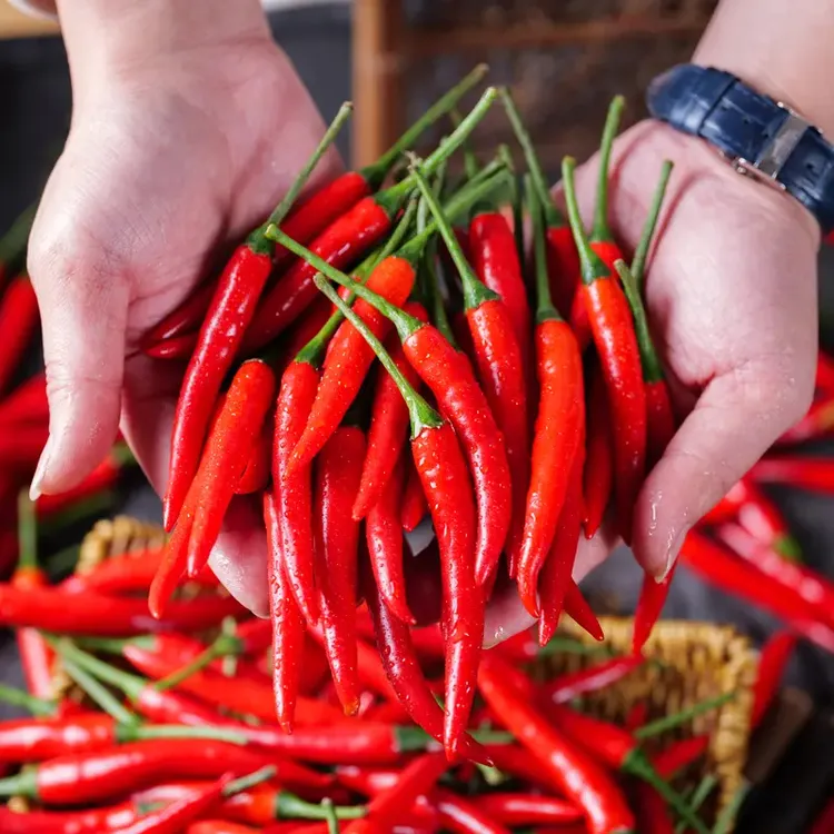 ［山货出山］湖北新鲜现摘高山小米椒可做泡椒剁椒的朝天椒小米辣椒