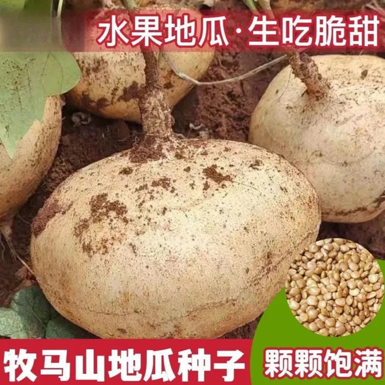 牧马山地瓜种子种籽孑水果地瓜特大白瓤香甜早熟种植商品图