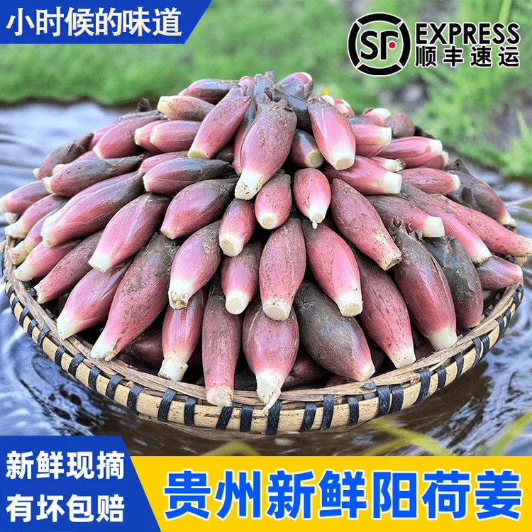 阳荷姜阳荷新鲜洋荷贵州洋荷姜新鲜洋荷现摘现发特产下饭菜蔬菜