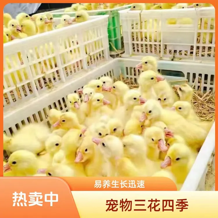 畜牧养殖 大三花四季顺丰包邮家禽养殖