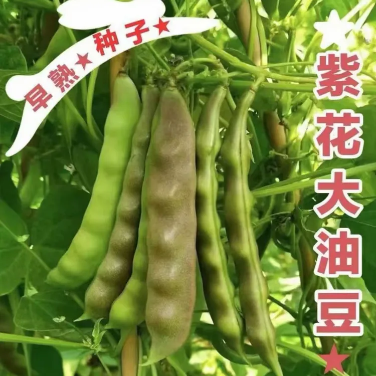 紫花大油豆角种子宽油豆角种子开锅烂无筋无柴