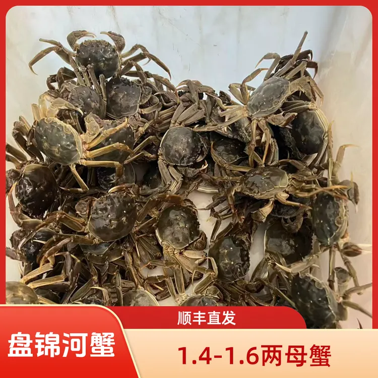 鲁嫂专属【活蟹】盘锦河蟹1.4-1.6两母蟹2斤 只只手挑 产地直发