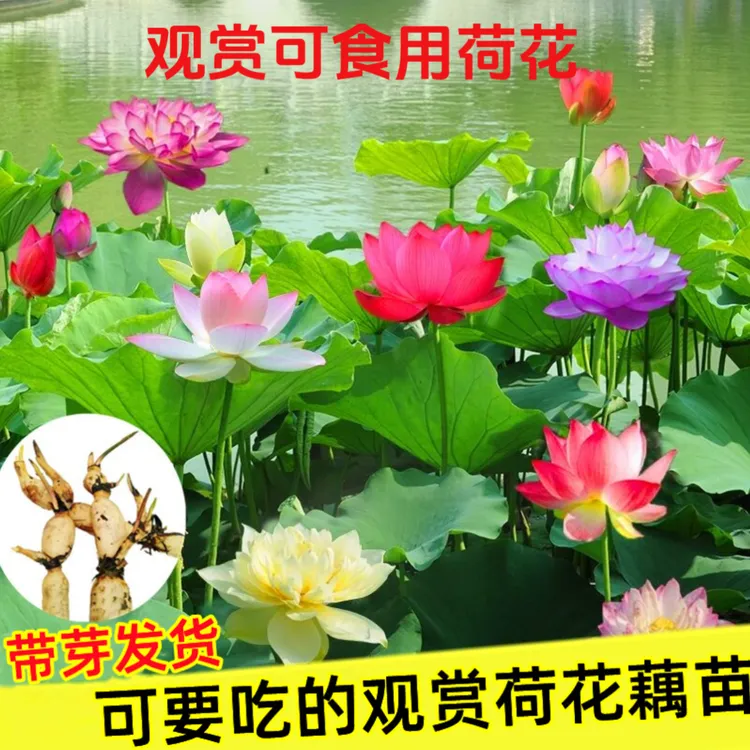 荷花种根藕苗水培盆栽大型观赏食用重瓣四季种植开花水生植物花卉